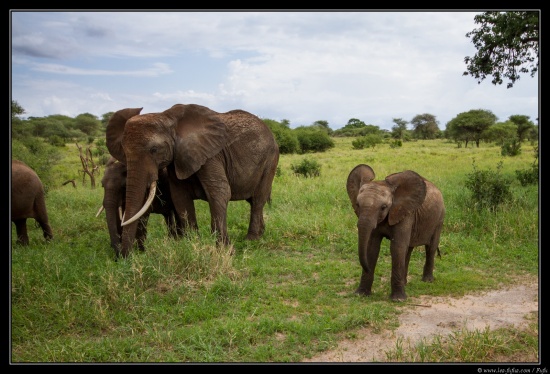 Tanzanie 2014