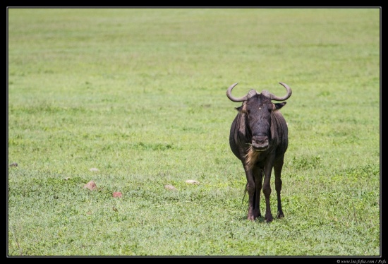 Tanzanie 2014