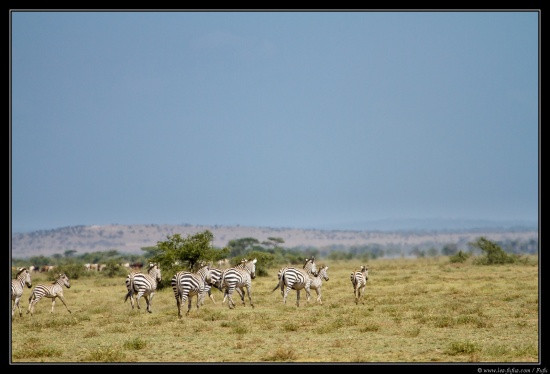 Tanzanie 2014