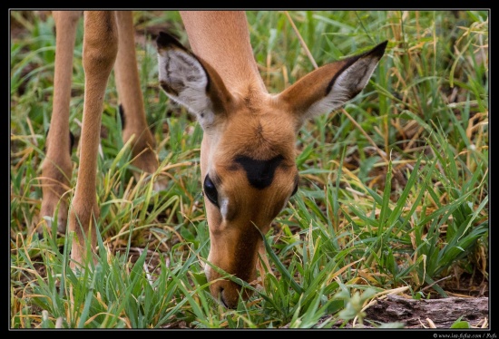 Tanzanie 2014