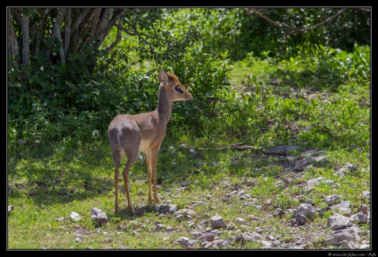 Tanzanie 2014