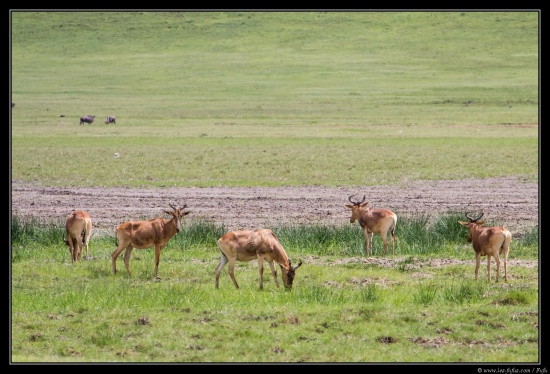 Tanzanie 2014