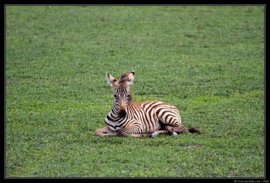 Tanzanie 2014