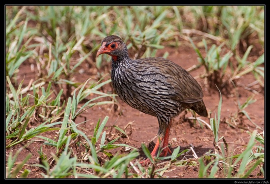 Tanzanie 2014