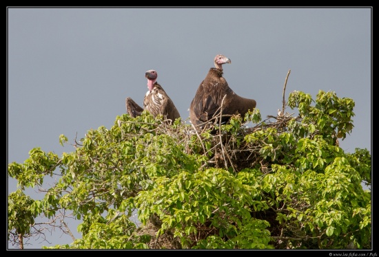 Tanzanie 2014