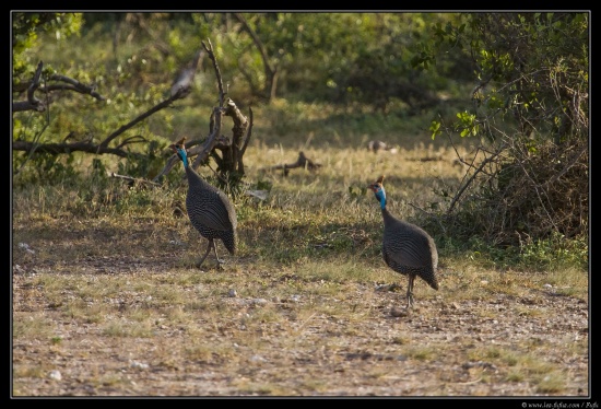 Tanzanie 2014