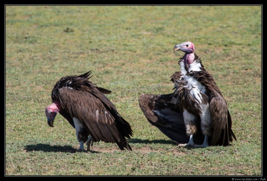 Tanzanie 2014