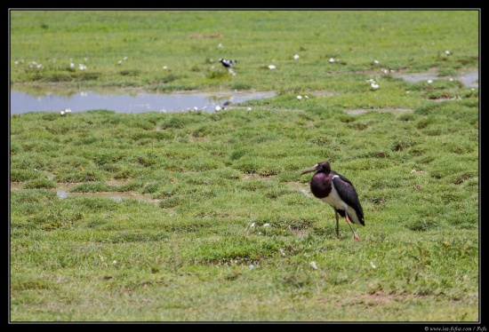 Tanzanie 2014