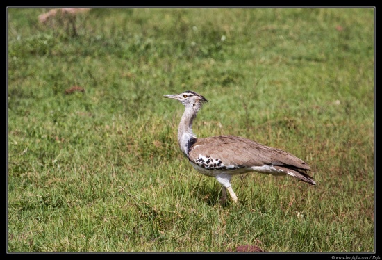 Tanzanie 2014