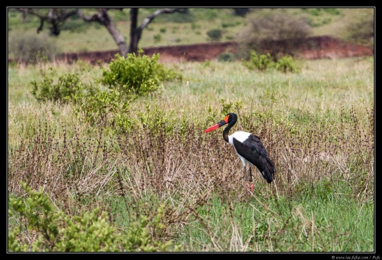 Tanzanie 2014