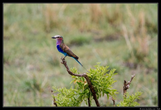 Tanzanie 2014