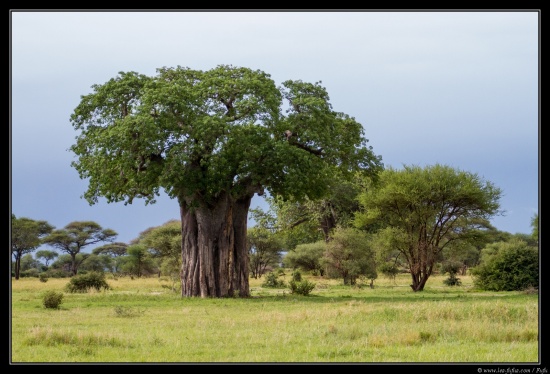 Tanzanie 2014