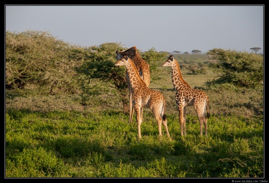 Tanzanie 2014