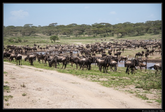 Tanzanie 2014