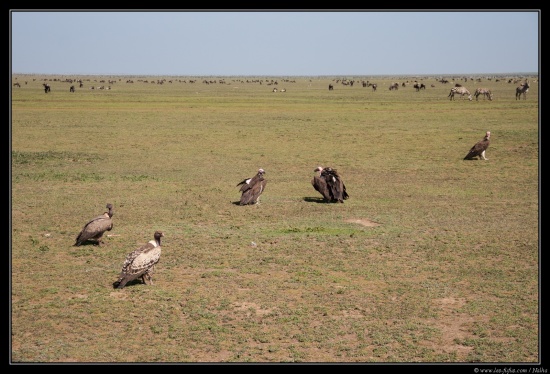 Tanzanie 2014