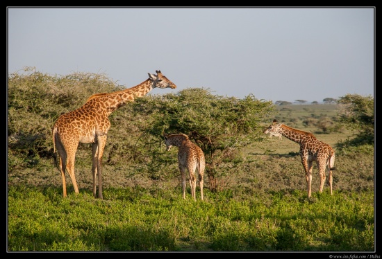 Tanzanie 2014