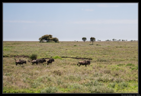 Tanzanie 2014