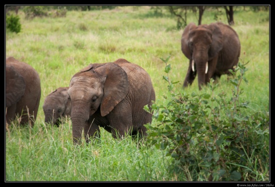 Tanzanie 2014