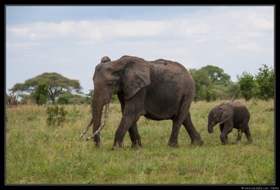 Tanzanie 2014