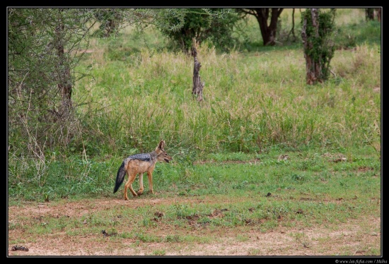 Tanzanie 2014