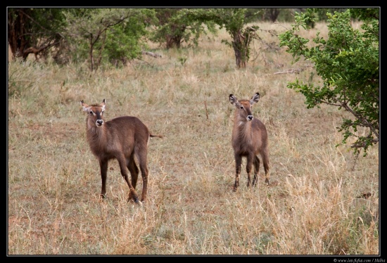 Tanzanie 2014