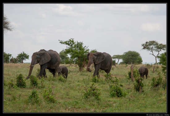 Tanzanie 2014