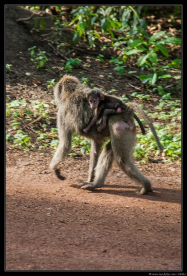 Tanzanie 2014