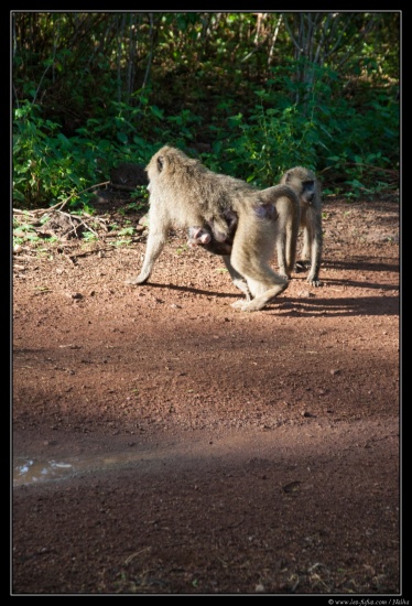 Tanzanie 2014