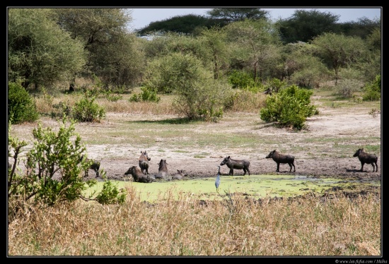 Tanzanie 2014