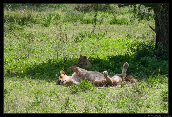 Tanzanie 2014