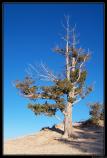 b111006 - 0313 - Bryce Canyon