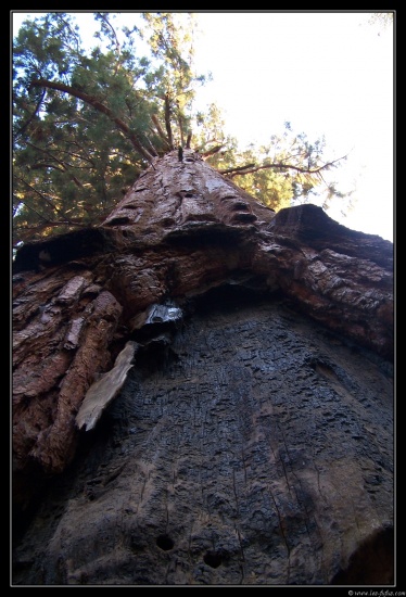 b191006 - 1076 - Tunnel Tree