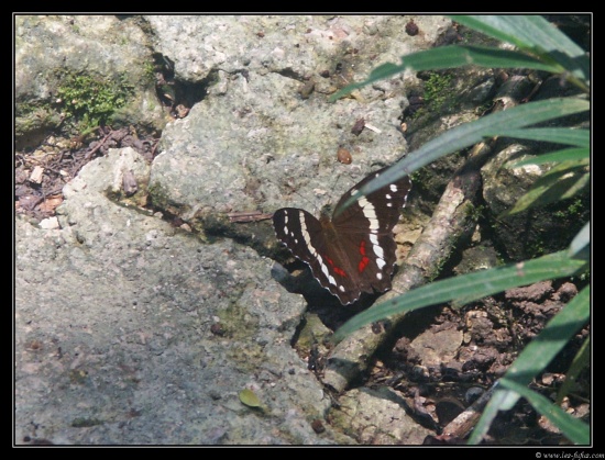 Minolta DSC