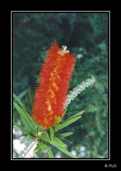 bPlant - 01