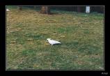 bCacatoes - 01