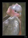 bGallah