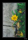 bPlant - 03