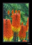 bPlant - 02