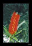 bPlant - 01