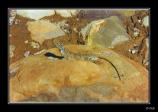 bLezard - 02