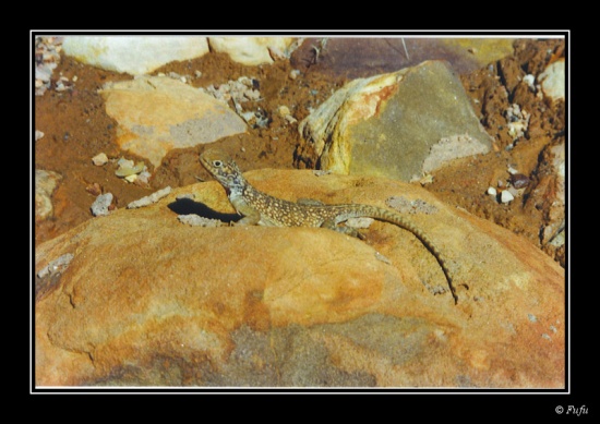 bLezard - 02