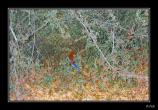 bLorikeet - 02