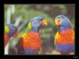 bLorikeet - 01