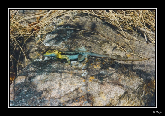 bLezard - 01