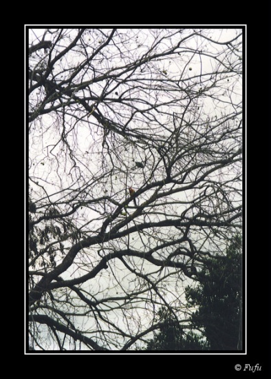 bLorikeet - 03