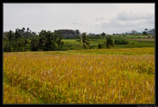 Bali