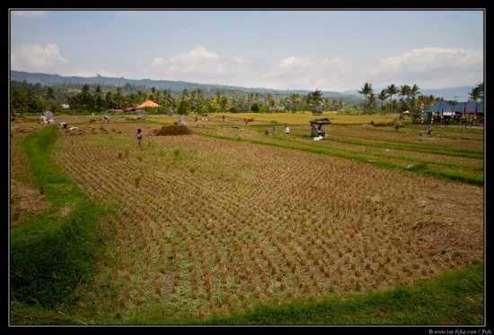 Bali