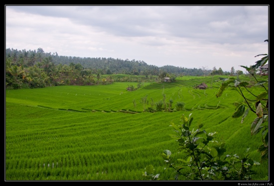 Bali