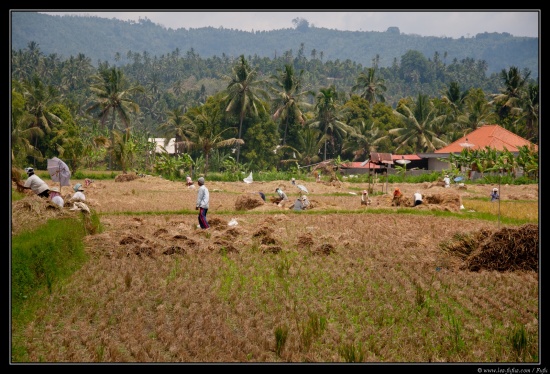 Bali