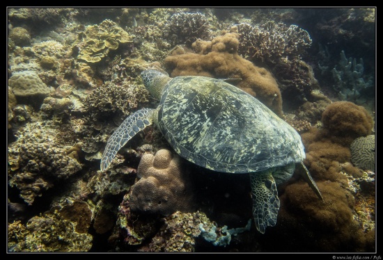 Cebu / Philippines 2018